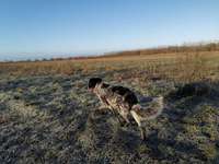 Hundeauslaufgebiet-Arkenberge-Bild