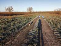 Hundeauslaufgebiet-Arkenberge-Bild