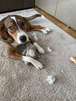 Hund frisst Stoff-Spielzeug-Beitrag-Bild