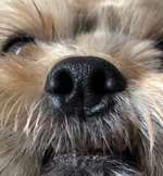 Zeigt her eure Hundenasen-Beitrag-Bild