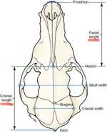 Umfrage zur relativen Schnauzenlänge-Beitrag-Bild
