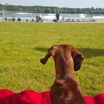 Hundestrand-Hundestrand Köln-Bild