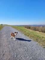 Hundeauslaufgebiet-Halde Norddeutschland-Bild