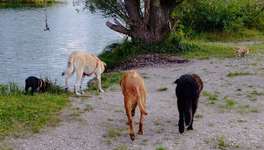 Hundeauslaufgebiet-Böhmerweiher-Bild