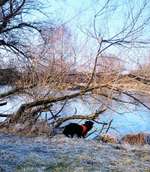 Hundeauslaufgebiet-Böhmerweiher-Bild