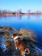 Hundeauslaufgebiet-Böhmerweiher-Bild