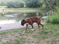 Hundeauslaufgebiet-Militärlöschsee-Bild