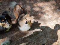 Hundeauslaufgebiet-Wildenloh Wald-Bild