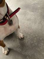 Lederhalsband kürzen?-Beitrag-Bild