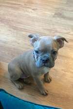 Empfehlenswerter Tierarzt in Hamburg gesucht...-Beitrag-Bild