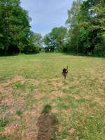 Hundeauslaufgebiet-Hundewiese Karlsfeld-Bild