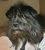 Suchmeldung-QUEENIE-Bild