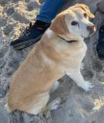 Braune Tränenspuren unter den Augen-Beitrag-Bild