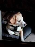 Beagle ohne Leine?-Beitrag-Bild