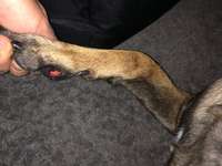 Ballen im Unterholz aufgerissen-Beitrag-Bild