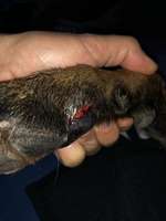 Ballen im Unterholz aufgerissen-Beitrag-Bild