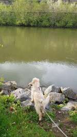 Hundeauslaufgebiet-Zellerau Mainwiesen-Bild