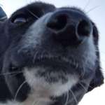 Ersteller:in Pepper Profilbild