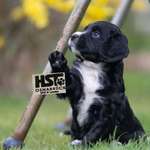 Ersteller:in HST Osnabrück in Tecklenburg Profilbild