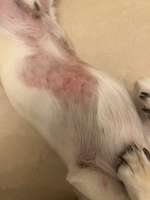 Pollenallergie-Beitrag-Bild