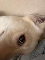 Pollenallergie-Beitrag-Bild