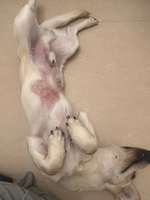 Pollenallergie-Beitrag-Bild