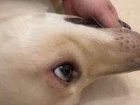 Pollenallergie-Beitrag-Bild