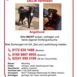 Suchmeldung-Delia-Bild
