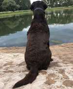 Hundeauslaufgebiet-Stausee Friemar-Bild