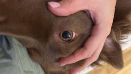 Pupille komisch-Beitrag-Bild