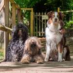 Hundeauslaufgebiet-Erlebnispfad 7 Quellen-Bild