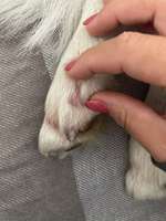 Ausschlag Pfote und Bein-Beitrag-Bild