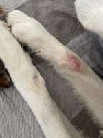 Ausschlag Pfote und Bein-Beitrag-Bild