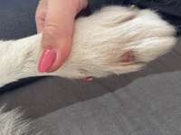 Ausschlag Pfote und Bein-Beitrag-Bild