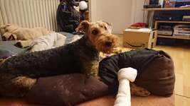 Airedale Terrier-Beitrag-Bild