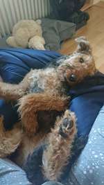 Airedale Terrier-Beitrag-Bild