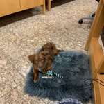 Ersteller:in Pedro Profilbild