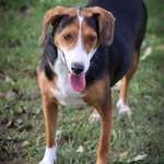 Unser Rocky hat plötzlich sein Verhalten geändert-Beitrag-Bild