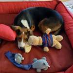 Unser Rocky hat plötzlich sein Verhalten geändert-Beitrag-Bild