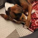 Unser Rocky hat plötzlich sein Verhalten geändert-Beitrag-Bild