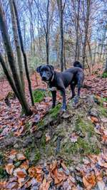 Hundetrainer für schwierige Hunde gesucht-Beitrag-Bild