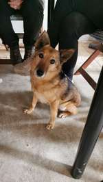 Suchmeldung-Whisky-Bild