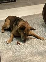 Suchmeldung-Whisky-Bild