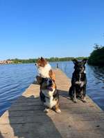 Hundeauslaufgebiet-Wieksee-Bild