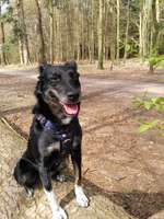 Hundeauslaufgebiet-Stikelkamperwald-Bild