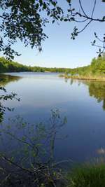 Hundeauslaufgebiet-Königsmoor-Bild