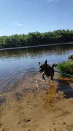 Hundeauslaufgebiet-Königsmoor-Bild