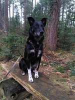 Hundeauslaufgebiet-Heseler Wald-Bild