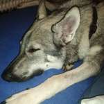 Ersteller:in Gerhard Profilbild