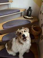 Schlappohren Suche <3-Beitrag-Bild